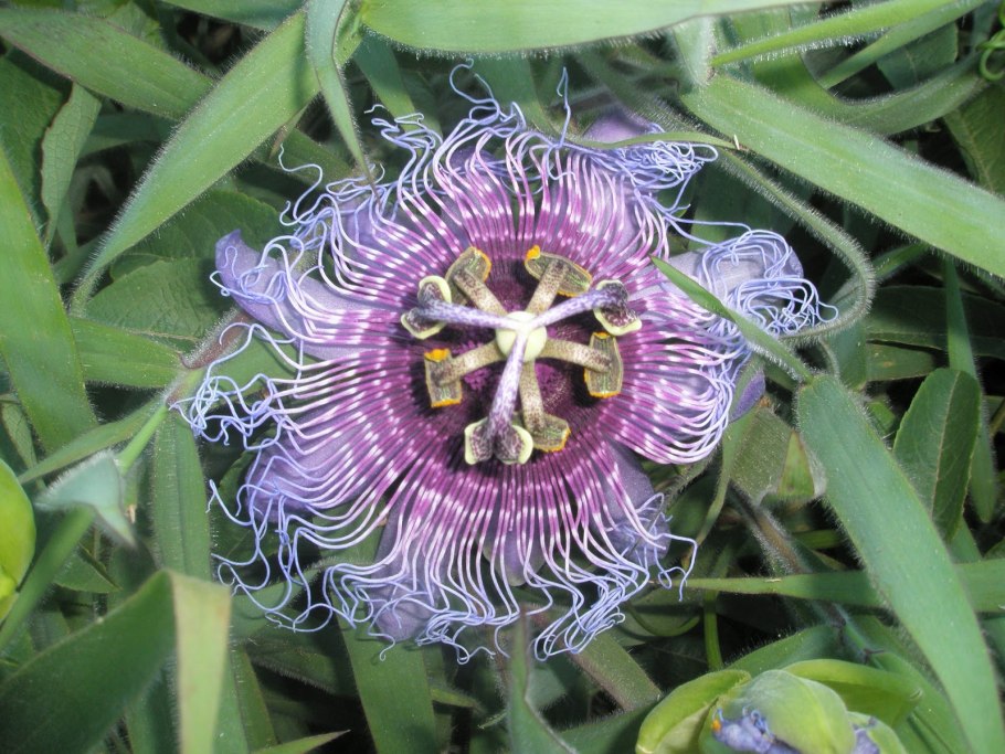 Мирт Пинк блоссом