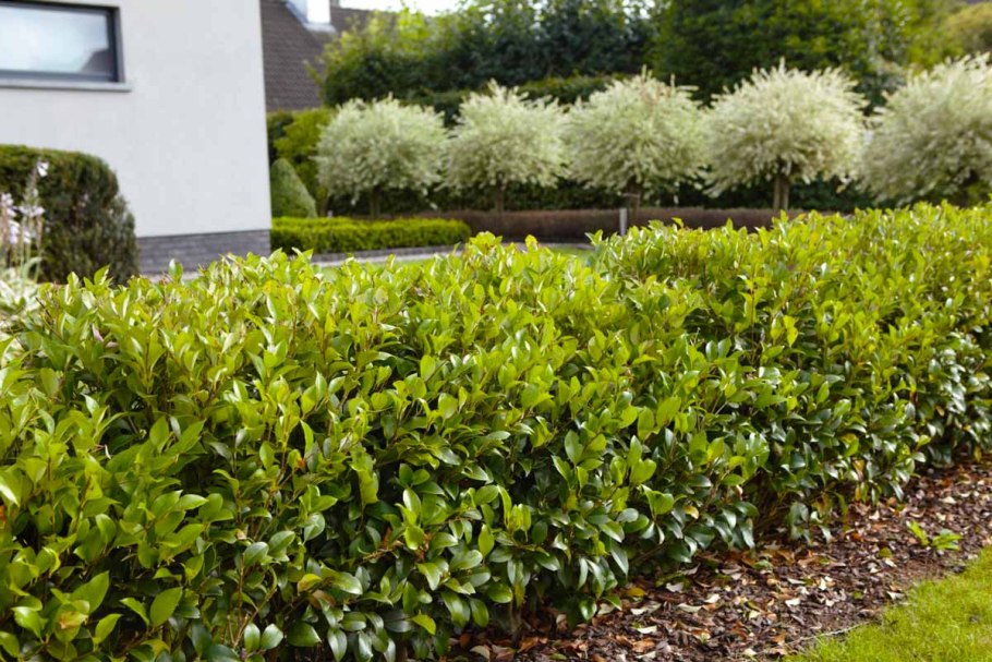 Бирючина обыкновенная (Ligustrum vulgare)