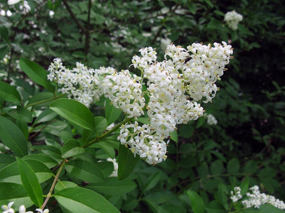 Бирючина обыкновенная (Ligustrum vulgare)