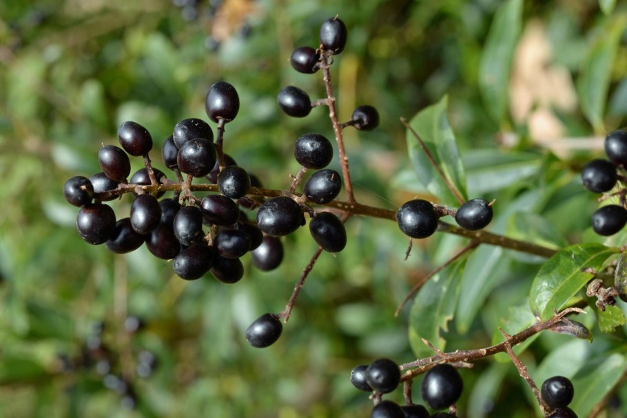 Бирючина обыкновенная (Ligustrum vulgare)