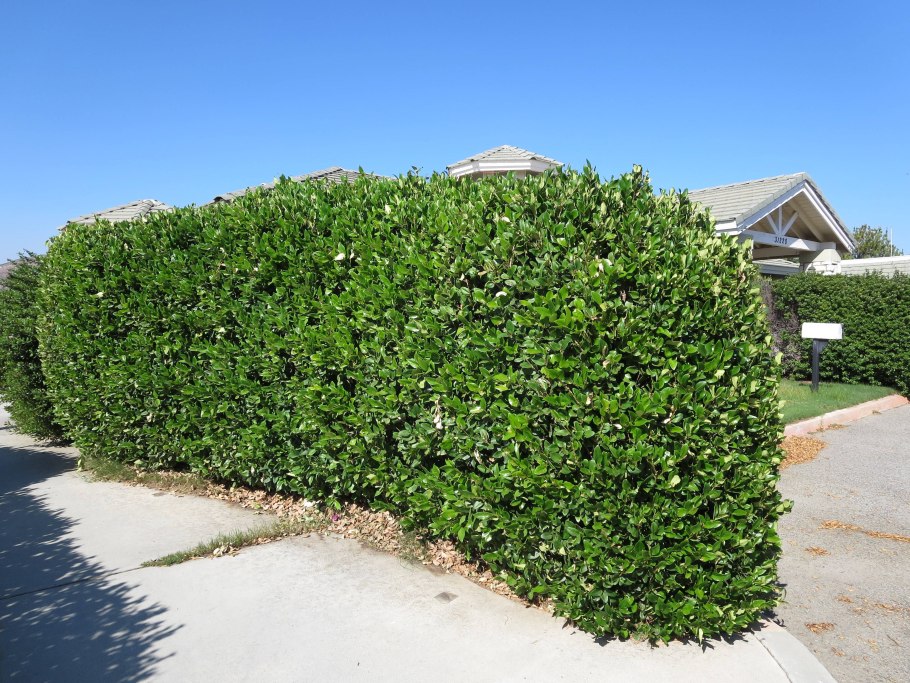 Бирючина обыкновенная (Ligustrum vulgare)