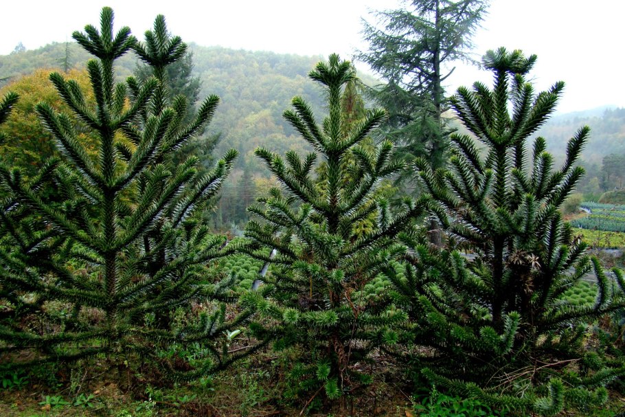 Араукария Араукана