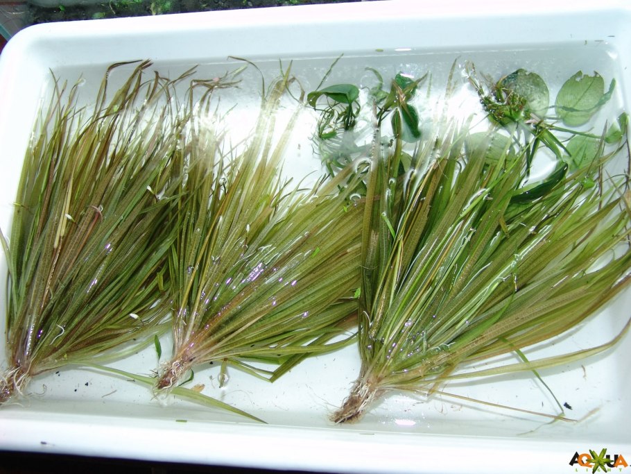 Бликса Японика