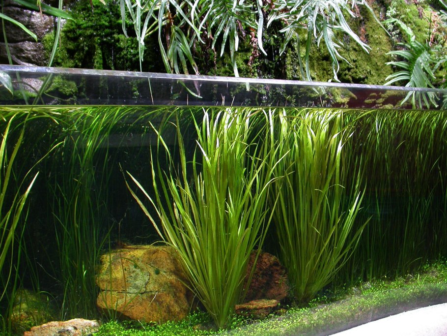 Бликса новогвинейская красная