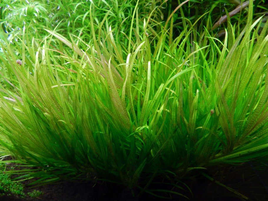 Бликса Японика