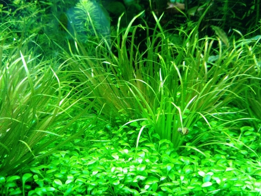 Бликса альтернифолия