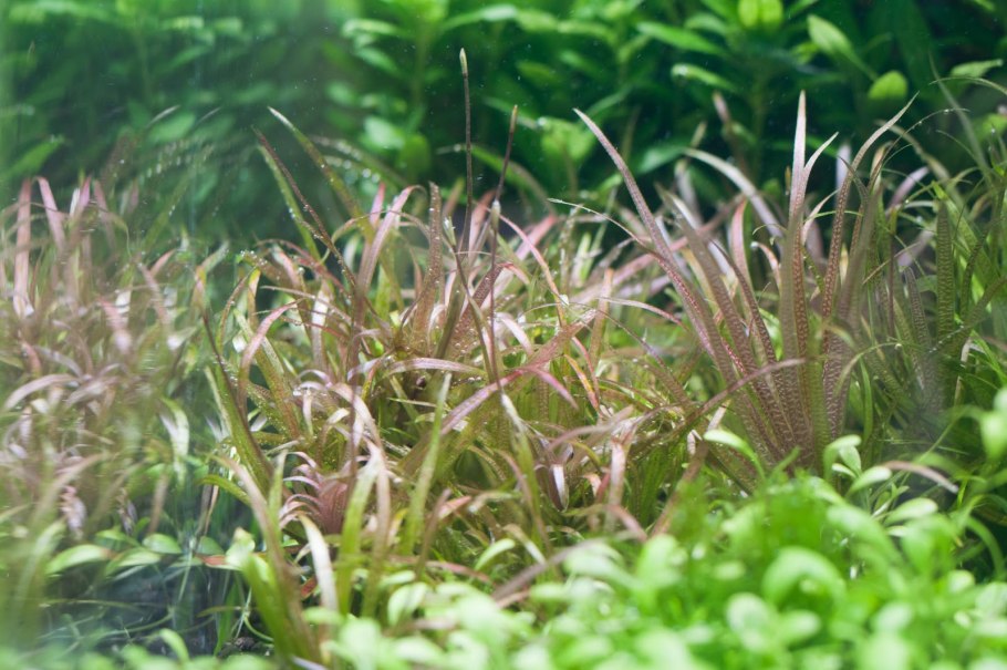 Бликса японская (Blyxa japonica)