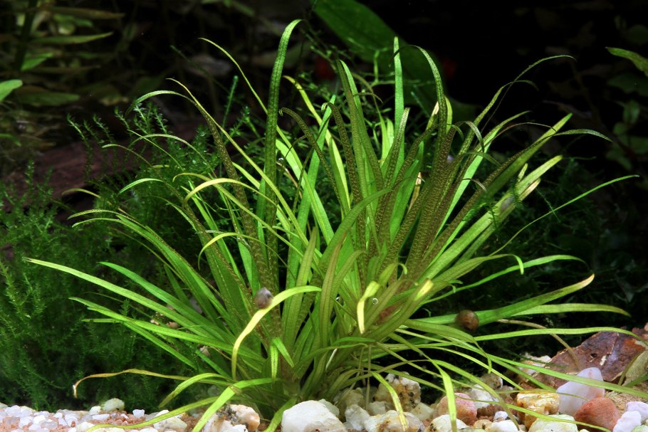 Бликса аквариумное растение