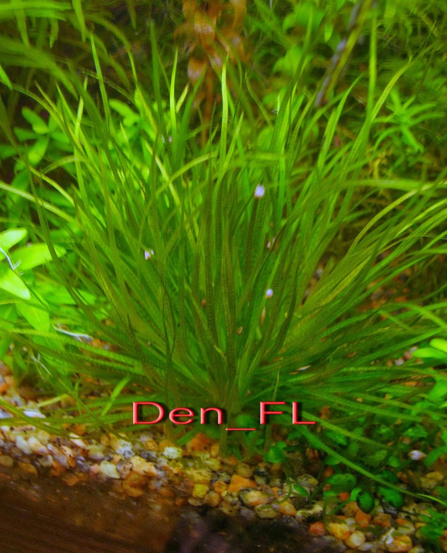 Бликса Японика аквариумное растение