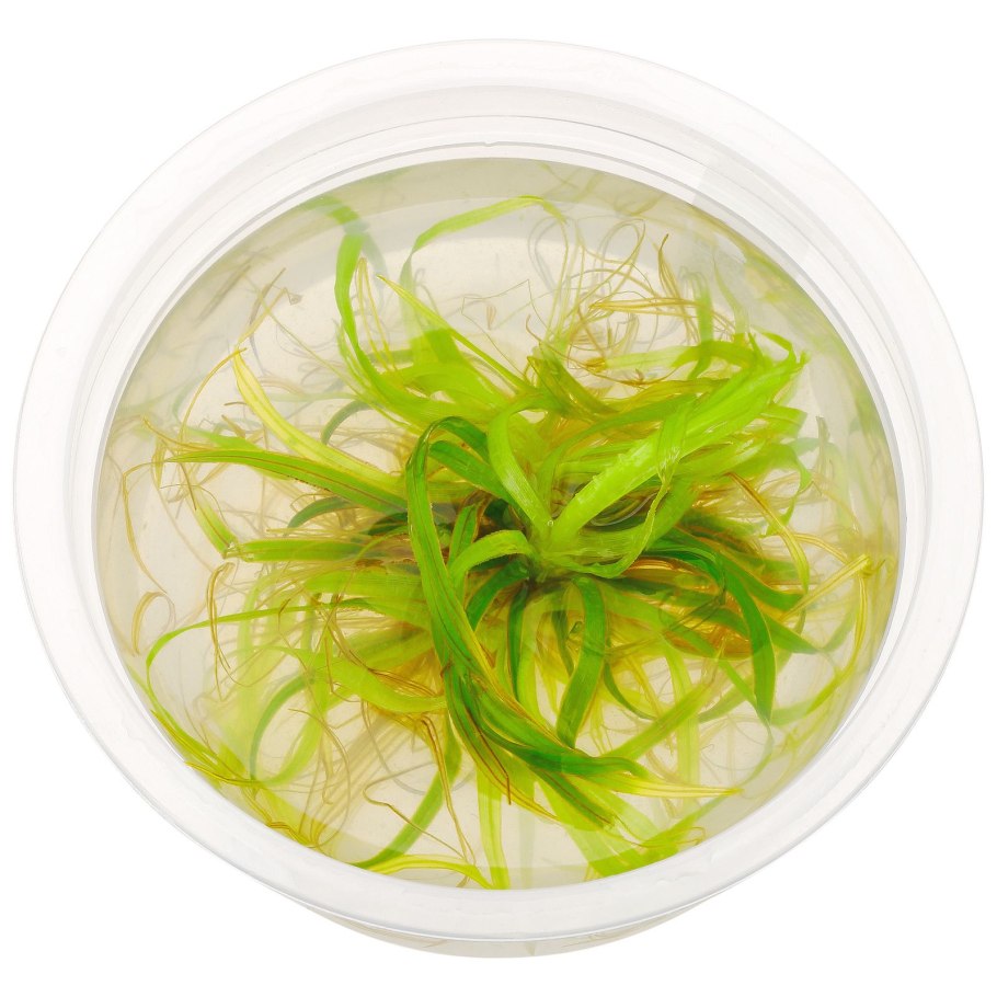 Бликса аквариумное