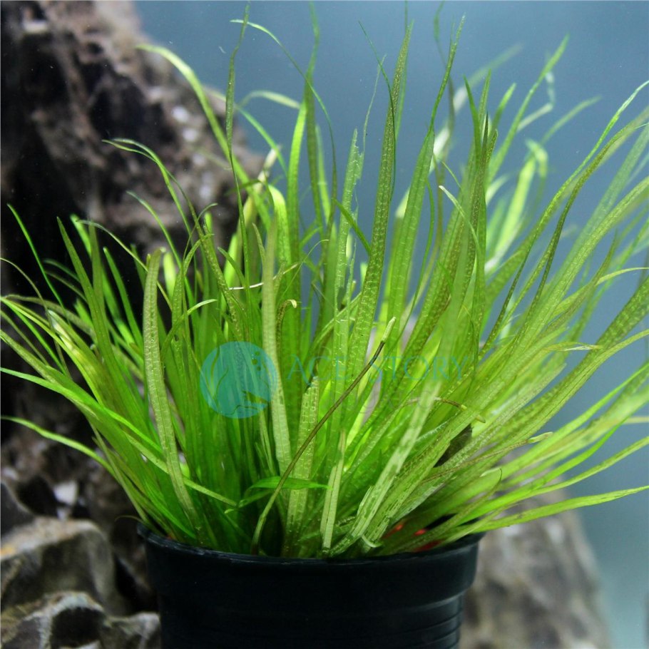 Бликса альтернифолия Blyxa alternifolia