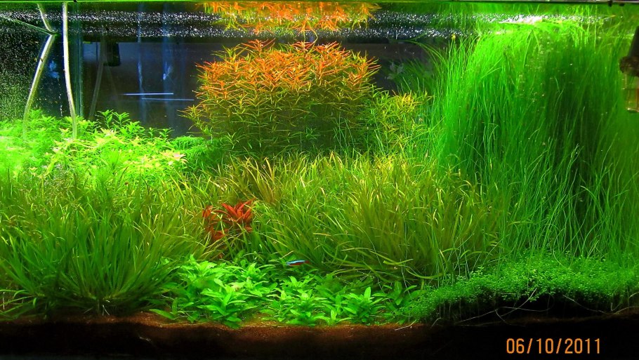 Бликса аквариумное растение