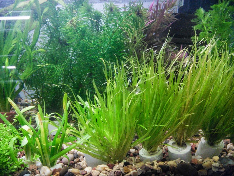 Сагиттария карликовая аквариумное