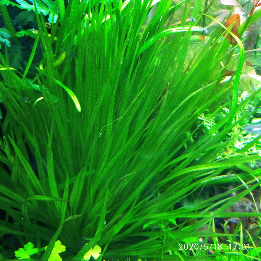 Бликса спиральная