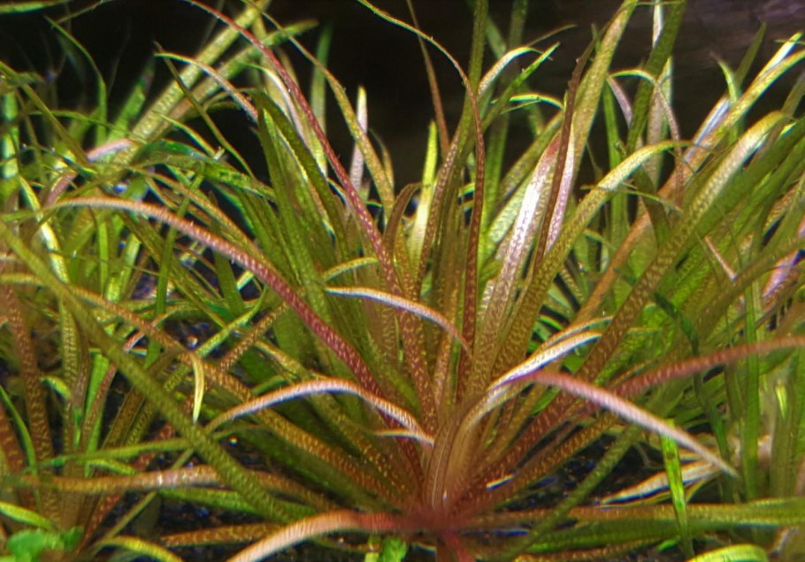 Бликса новогвинейская цветение