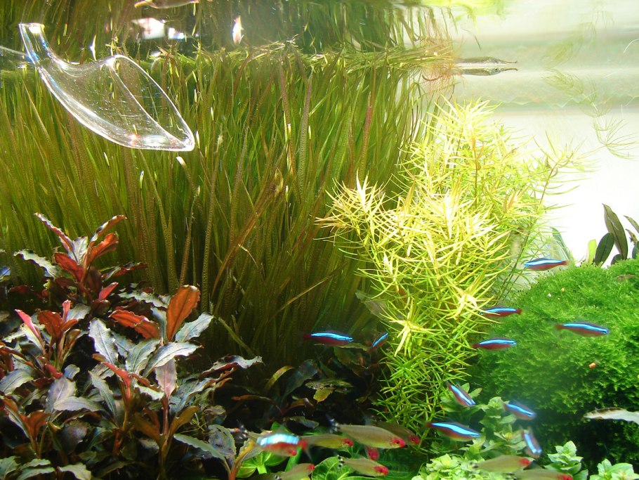 Аквариумные улитки Бликса