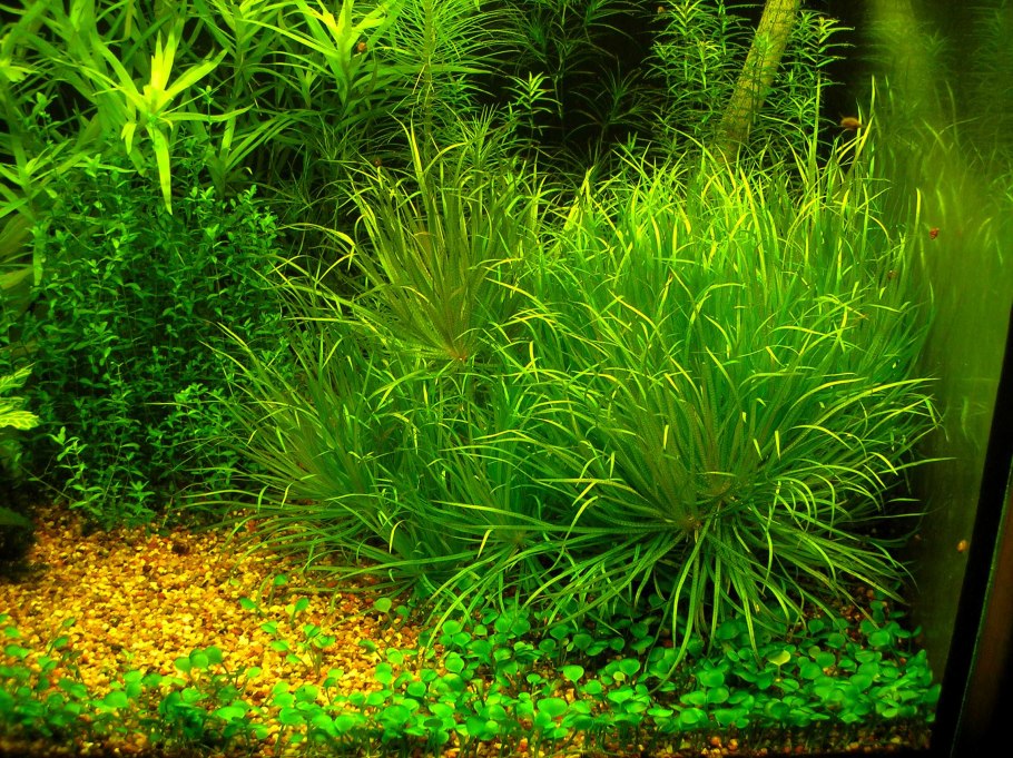 Бликса альтернифолия