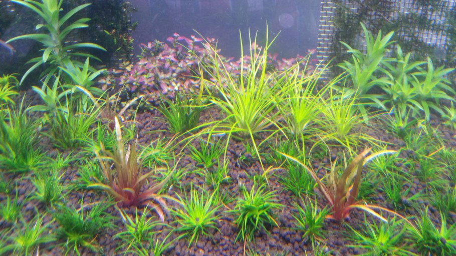 Бликса японская высота