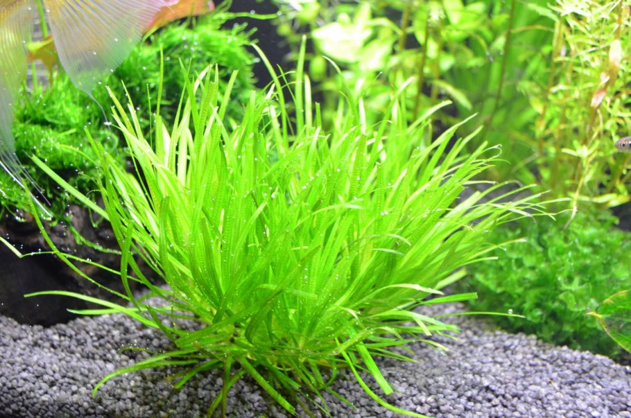 Бликса аквариумное растение