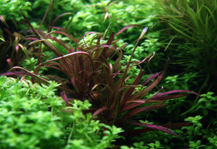 Blyxa novoguineensis