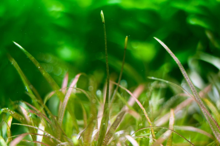 Сагиттария Бликса