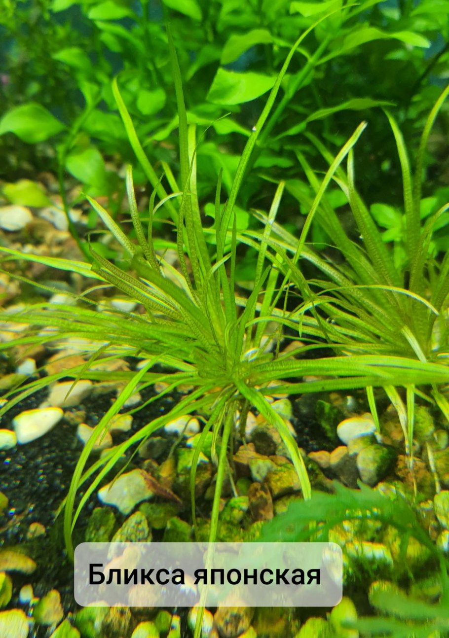 Бликса Обера