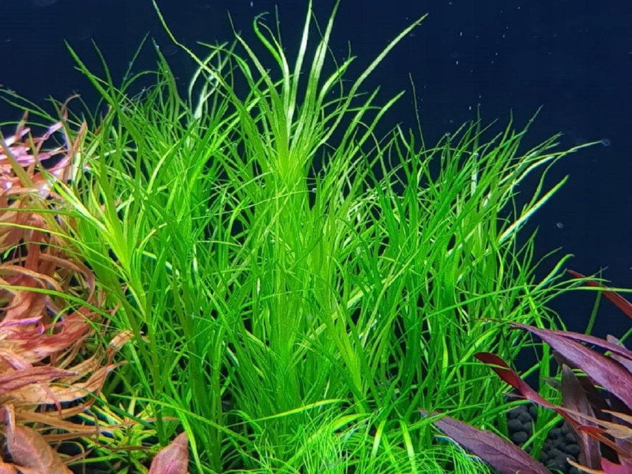 Бликса альтернифолия