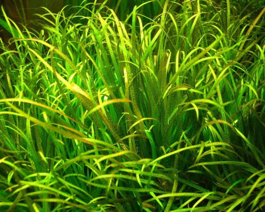 Бликса аквариумное растение