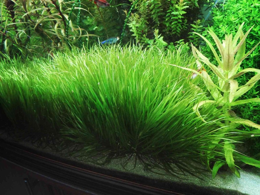 Бликса аквариумное растение
