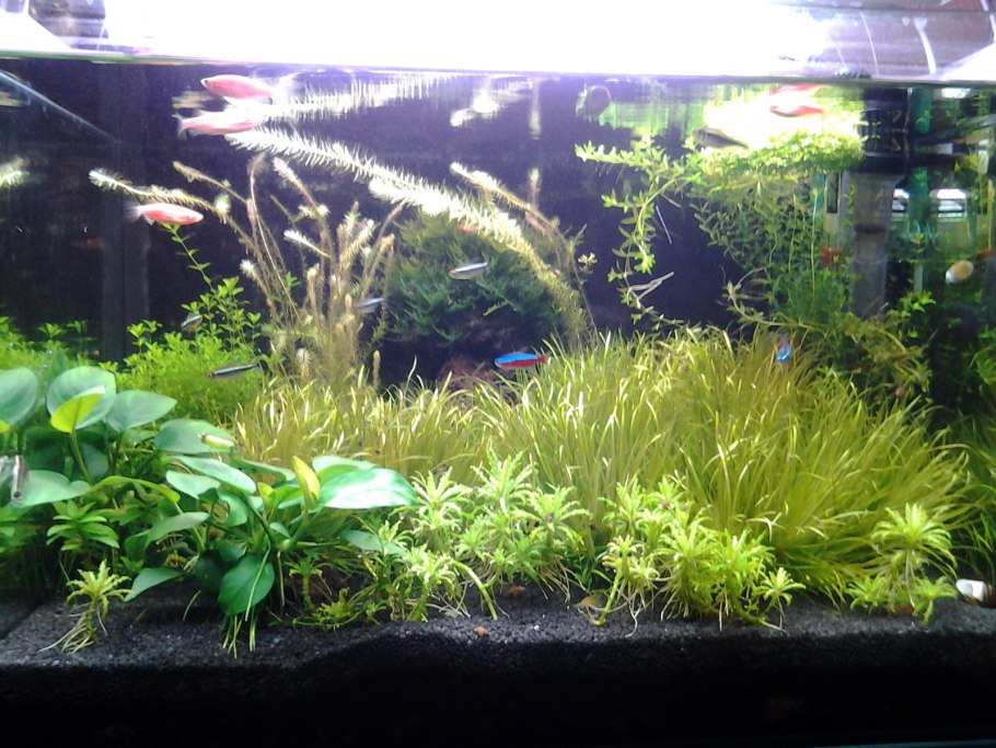 Японика растение аквариумное