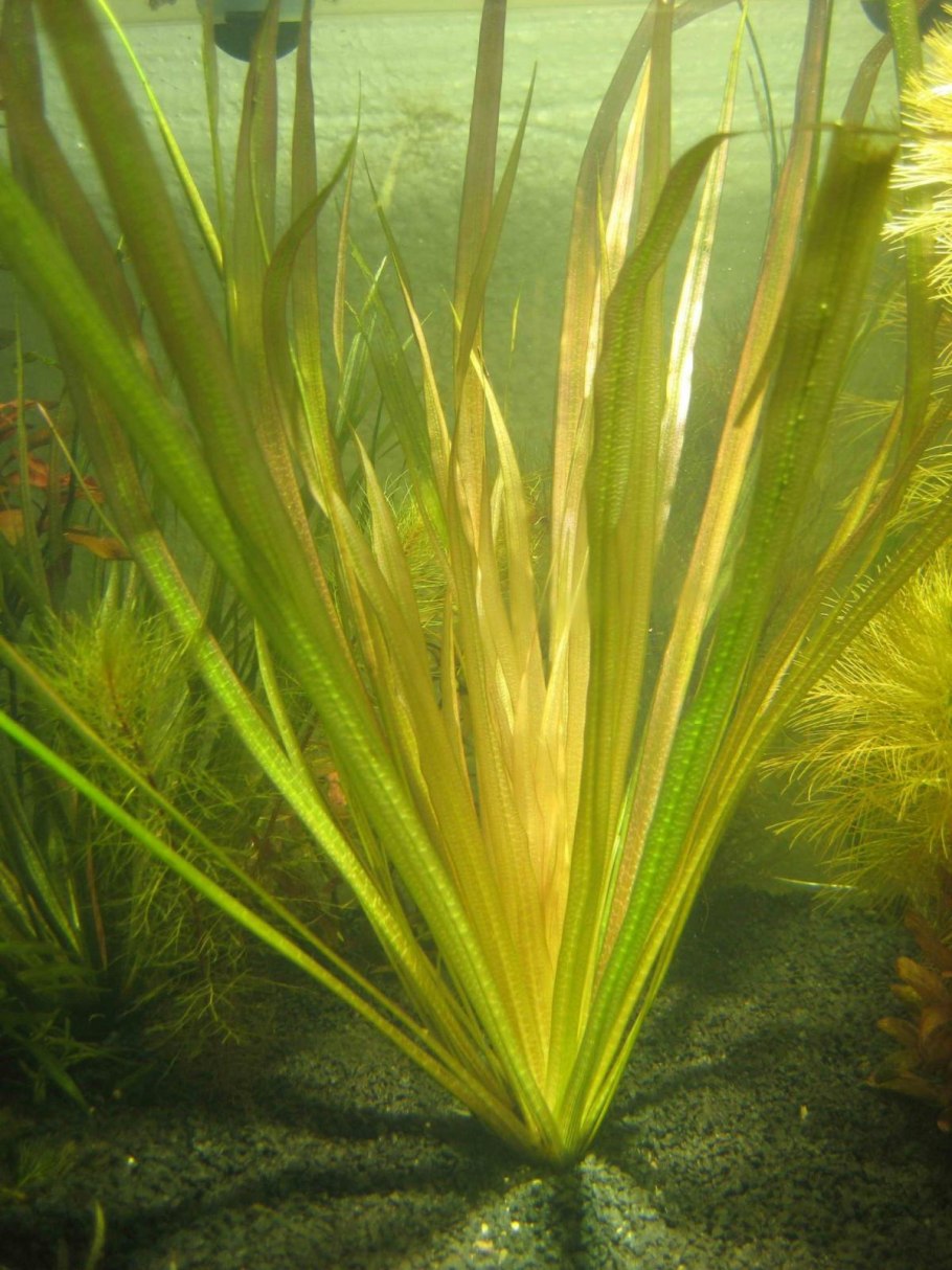 Бликса аквариумное растение