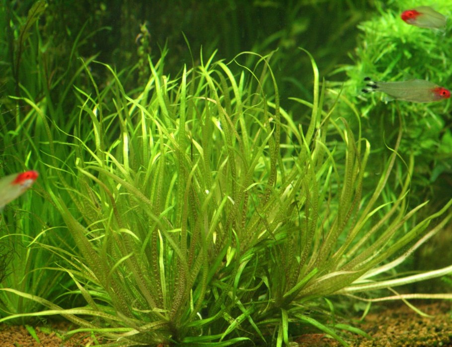 Blyxa novoguineensis