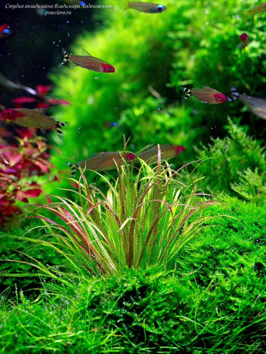 Бликса японская аквариумное растение