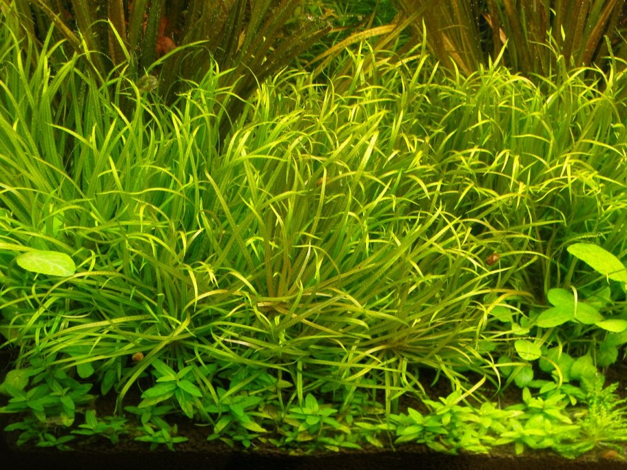 Искусственное растение ARTUNIQ Бликса красная 6x6x22 см