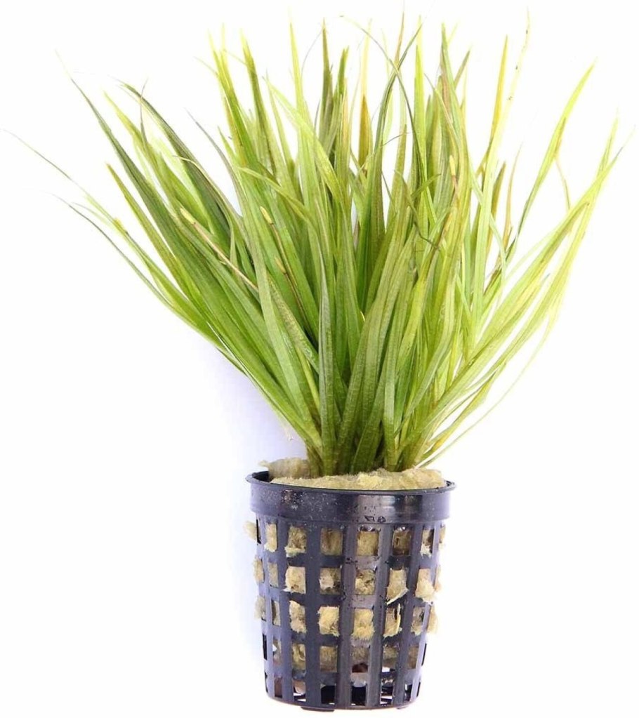 Валлиснерия Японика