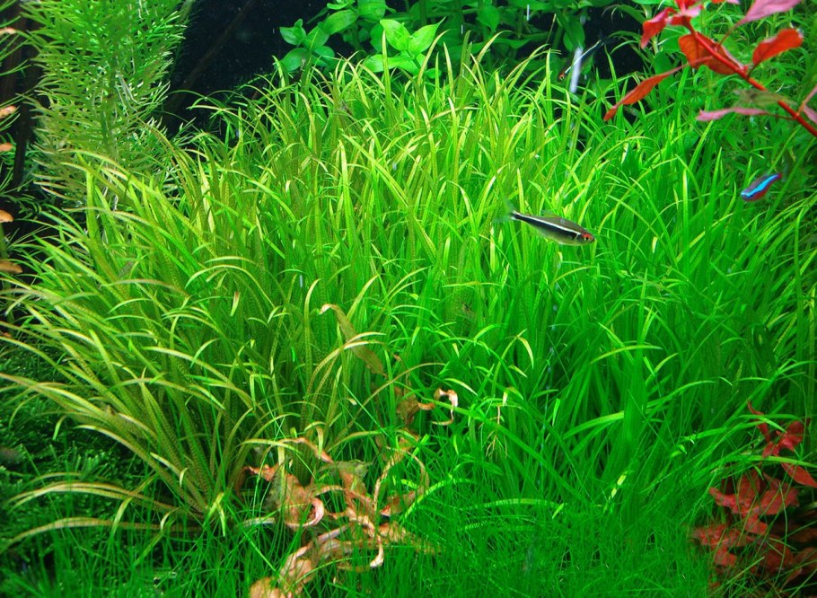 Бликса новогвинейская