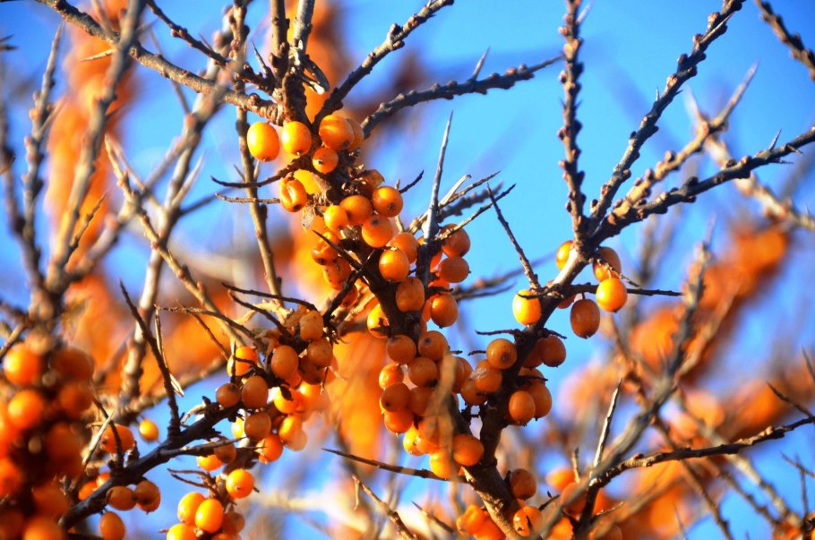 Облепиха крушиновидная колючки