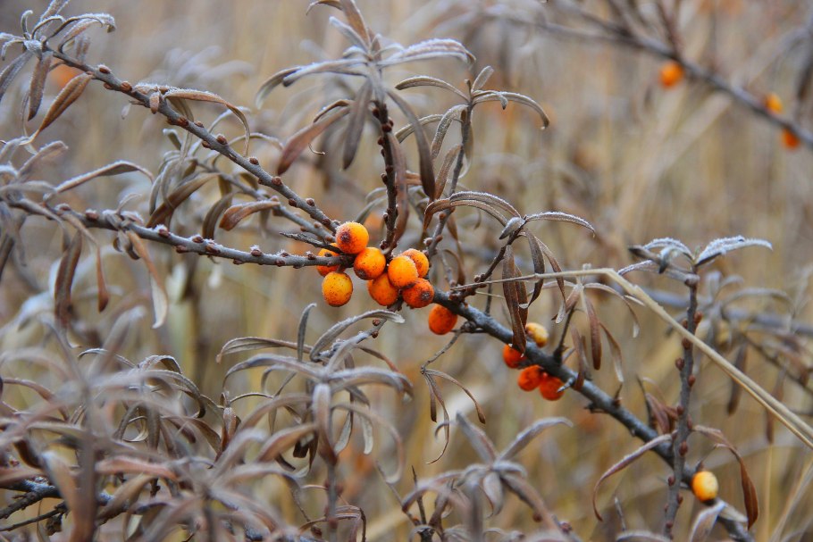 Облепиха Алтайская сладкая
