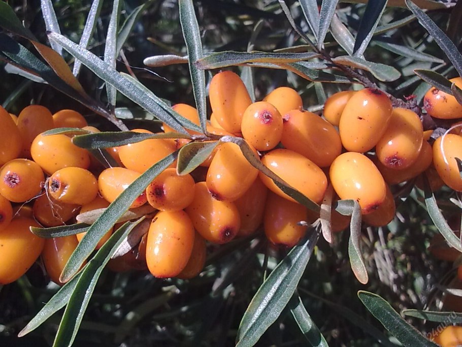 Облепиха шипы или колючки