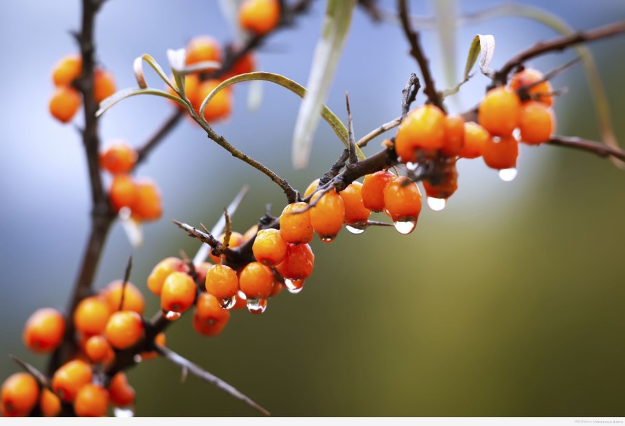 Облепиха колючая