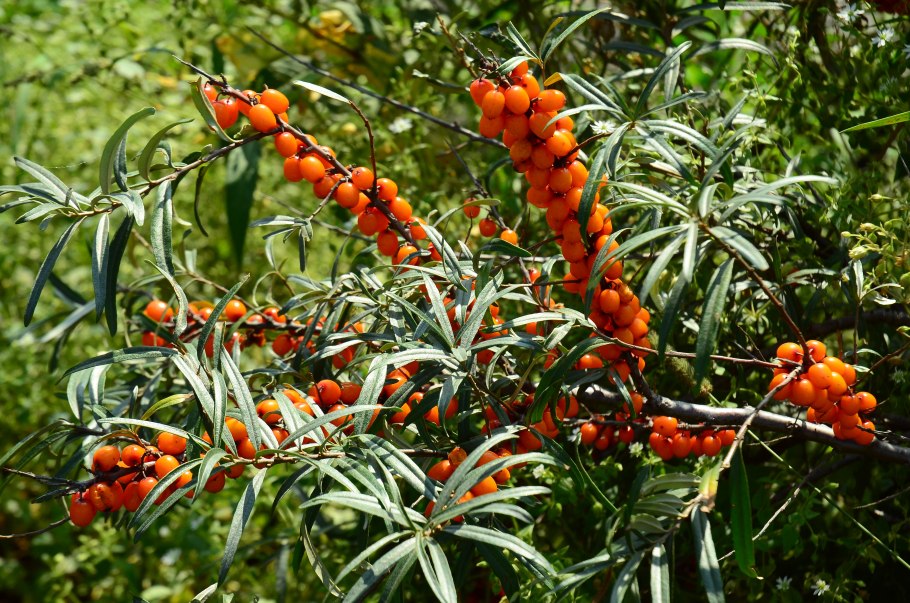 Облепиха "Краснокарминовая"