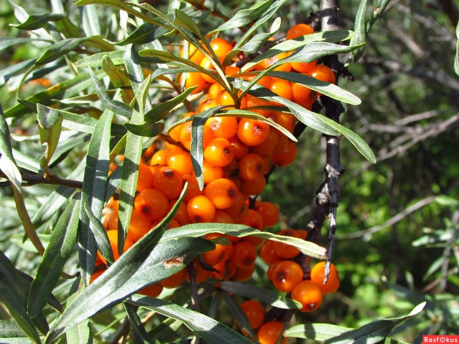 Облепиха куст или дерево