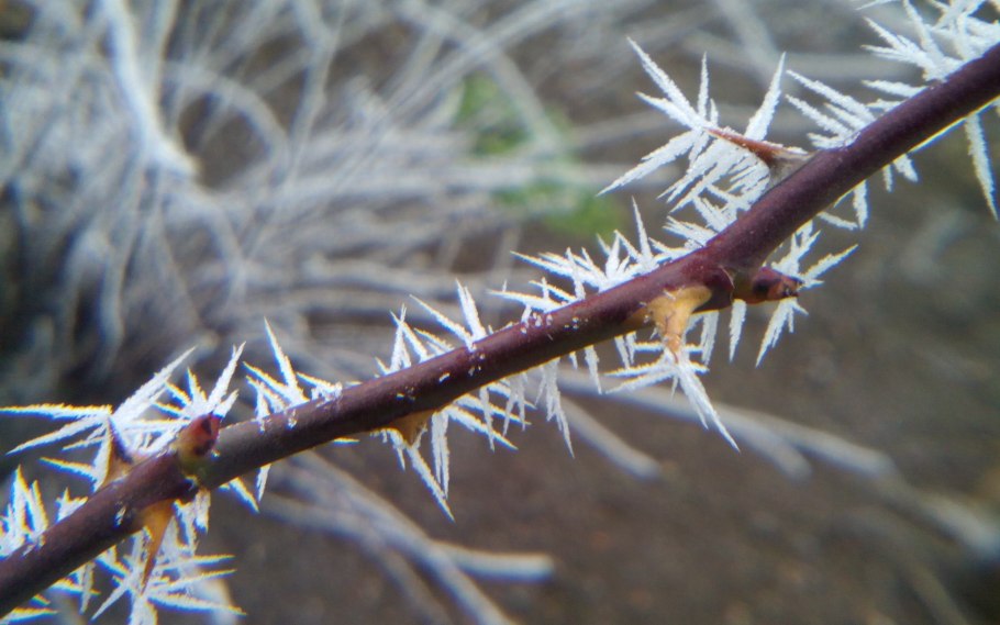 Облепиха Буш