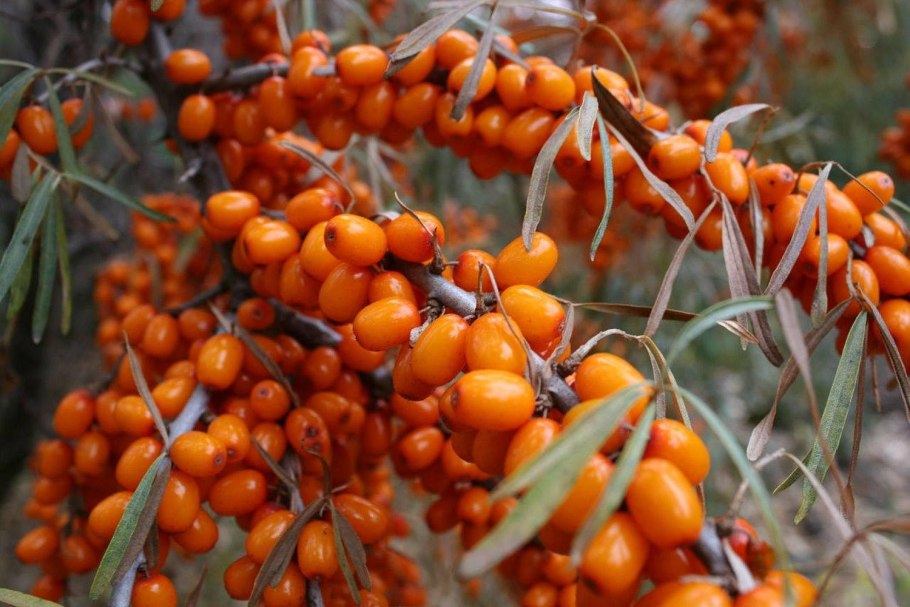 Обрезаем облепиху