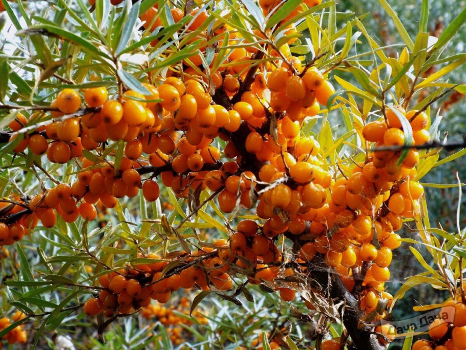 Кизил облепиха
