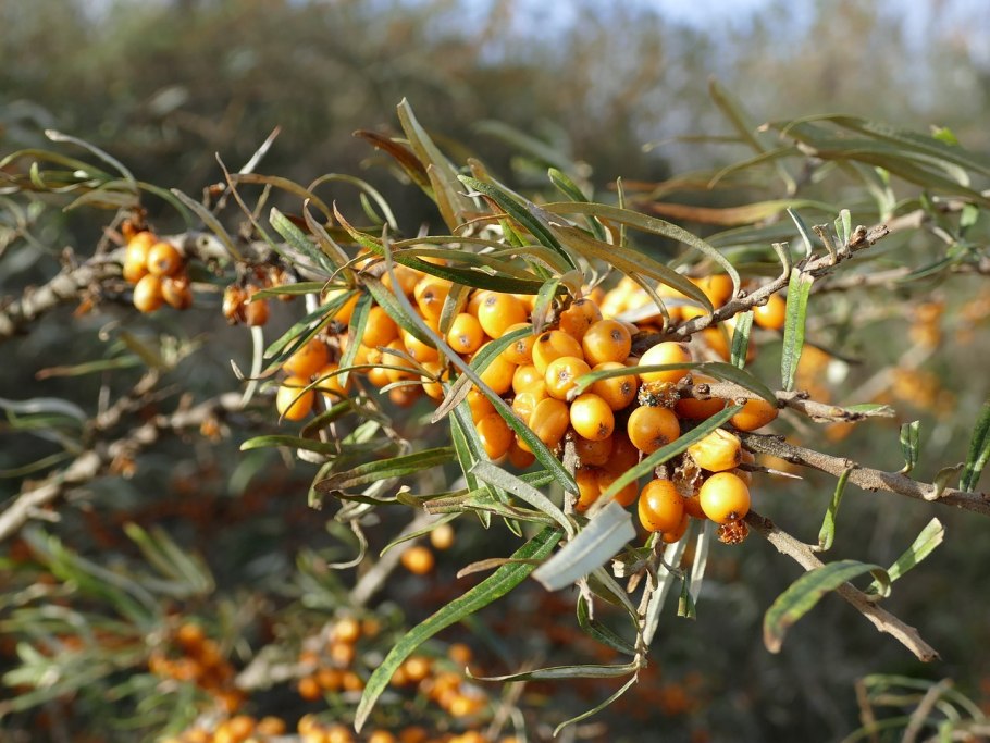 Облепиха крушиновидная (hippophae rhamnoides)