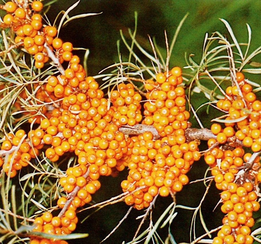 Облепиха сорта