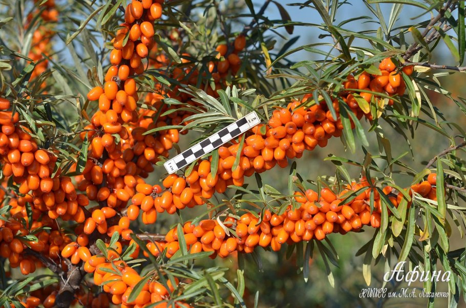 Облепиха афина