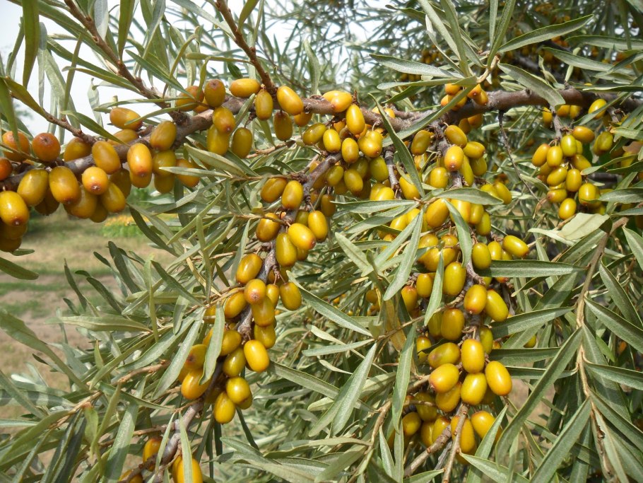 Облепиха Алтайская куст