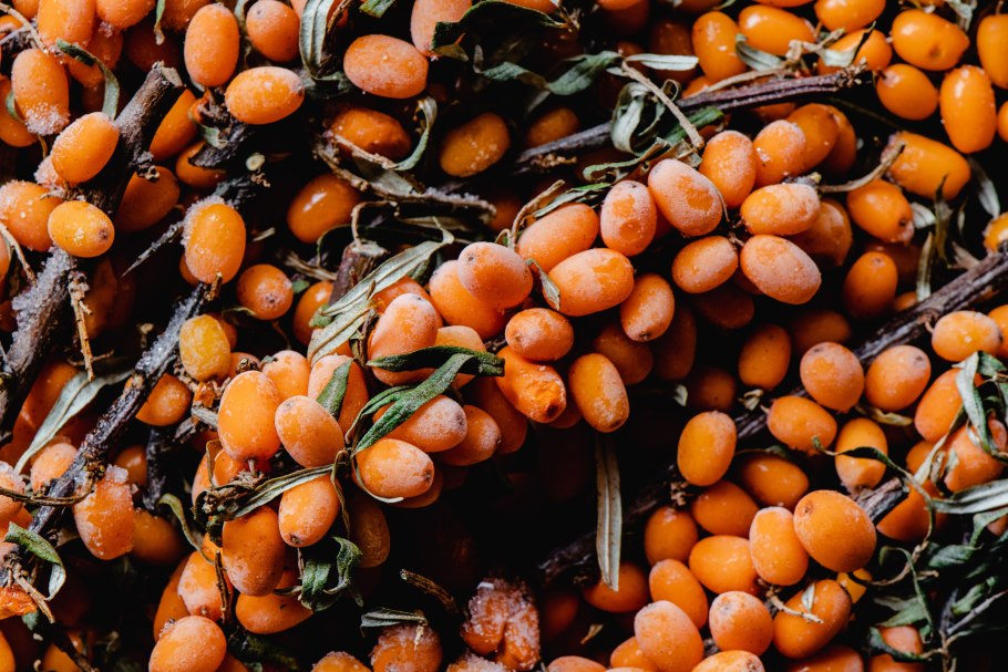 Облепиха сибирский ананас